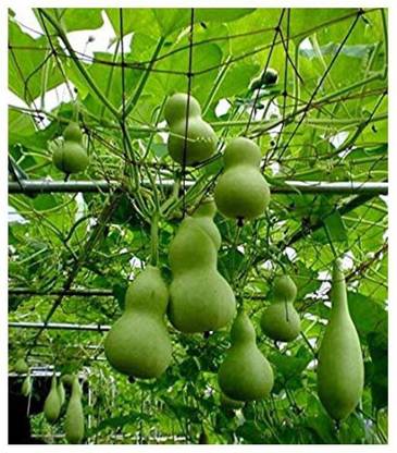 Jevik Fresh VNR Botlle Gourd (lokki) Vegetable Hybrid Seed