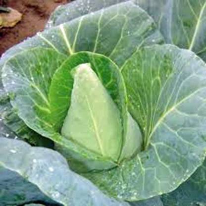 WILLVINE MEH -V Cabbage Seed, Early Jersey Wakefield [2.5g] Seed