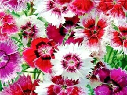 CYBEXIS Dianthus HEDDEWIGII Baby Doll Single Mixed Seed