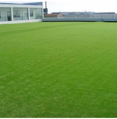 ibains Ground grass seed Seed