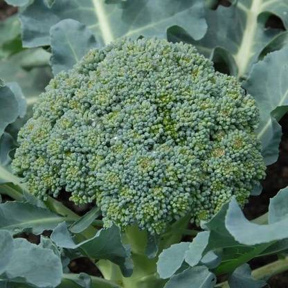 WILLVINE PAU -VII Calabrese Green Sprouting Broccoli [1g] Seed