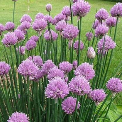CYBEXIS Chive Shallot Spring Onion Flower Seeds2800 Seeds Seed