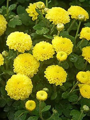 CYBEXIS Sevanti(Chrysanthemum) Yellow Flower Seeds Seed