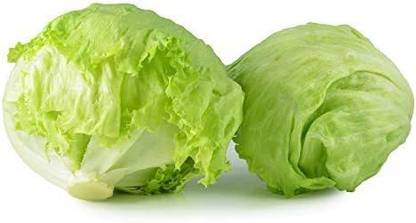 VibeX PUAS-77 - Iceberg Lettuce for planting - (150 Seeds) Seed