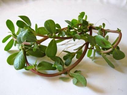 Mozette Organic kulfa Seed