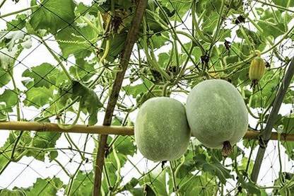 Aywal Ash Gourd Seed