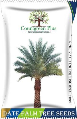 Countgreen Plus Khajur/Khajoor | Phoenix Dactylifera | Non GMO | Organic Dates Palm Tree 10 Seed