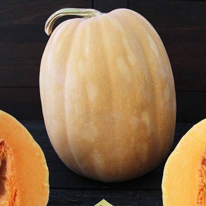VibeX ® LXI-657 Dickinson Pumpkin Seeds Seed