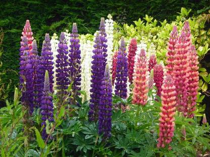 CEZIUS Good Germination Lupin Perennial Flower Plant Seed