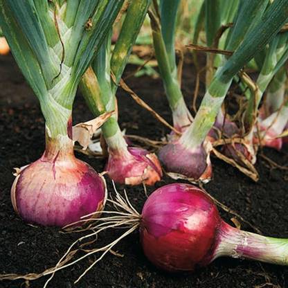 Quentova Sweet Red Burgundy Onion Seed