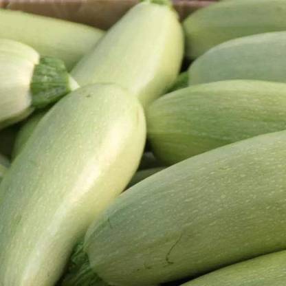 KNESSiN VIX-8 Climbing Zucchini Seed