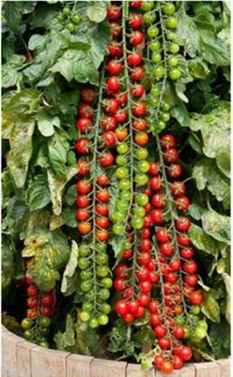 Mozette Cherry tomato Seed