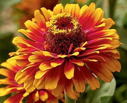 VibeX GBPUT-78 - Imp. Scarlet Red Canary Yellow Colors Zinnias Flowers - (30 Seeds) Seed