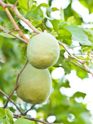 JRYU Bel Pathar Fruit Seed