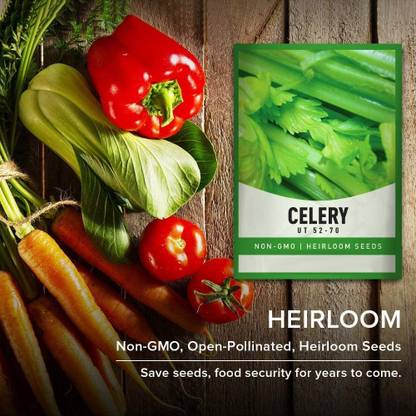 VibeX ATS-50 - Celery Utah Tall - (2250 Seeds) Seed