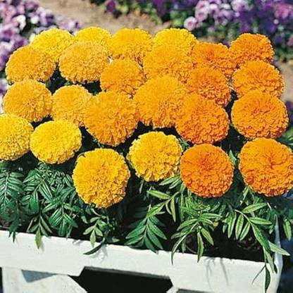 BJUBAS Crackerjack Marigold (Planting marigold seeds) PACK OF 55 Seed