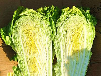 CYBEXIS Fi Hybrid Chinese Cabbage/Fresh Food Sweet Seeds 200 Seeds Seed