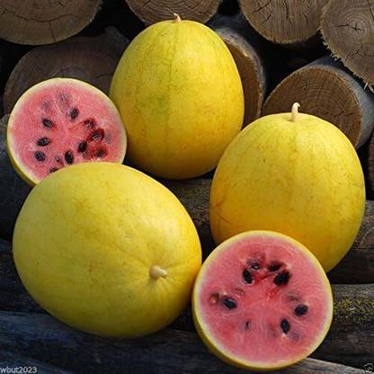 Qualtivate XXX-3A Watermelon - Golden Midget Seed