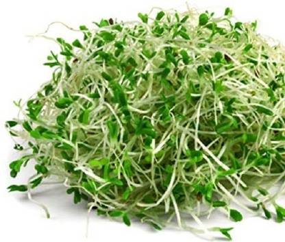 CYBEXIS Lucerne-100 Seeds Seed