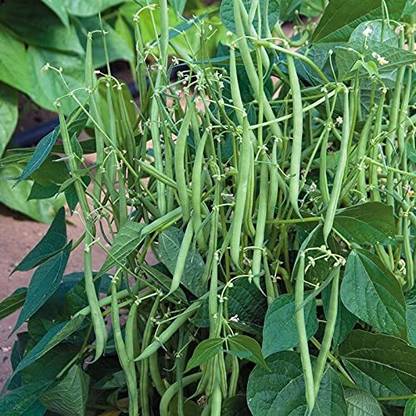 Aywal F1 Hybrid Beans Dwarf French Seed