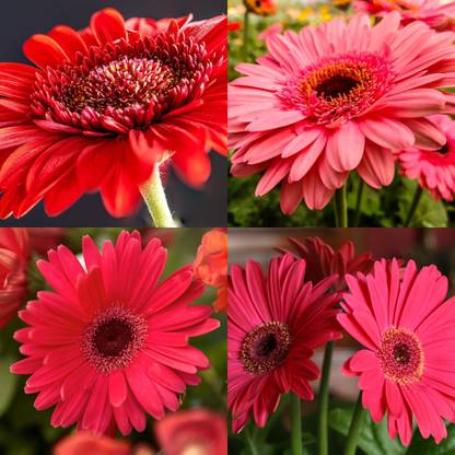 ibains Gerbera plants seeds 24 Seed