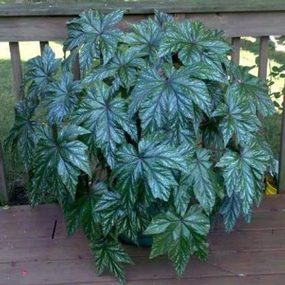 VibeX ATS-16 - Begonia Gryphon - (90 Seeds) Seed