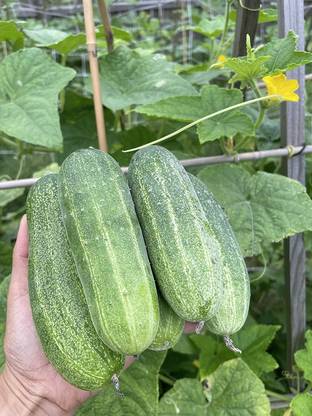 WHYGI Asian Cucumber, Thailand Cucumber, Vietnamese Cucumber Seeds-CuC_185 Seed