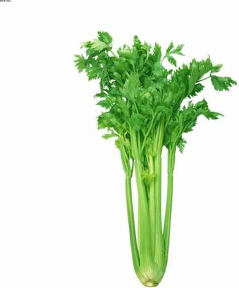 VibeX ® XLR-180 Green Leaf Stalk Celery Celeriac Seed