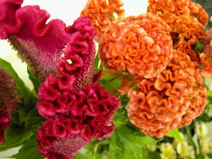 CEZIUS (Cockscomb) Flower Seeds Coxcomb Mixed Flower Seed