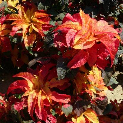 Hmr AMARANTHUS CARNIVAL Seed