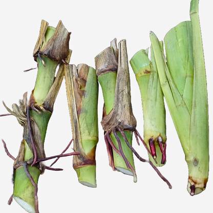N.G.M. AGROCARE American Guatemala/5g Napier Multi-Cut Grass Stick Seed