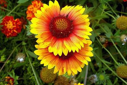 Biosnyg GAILARDIA ARISTATA SEEDS [50 Seeds] Seed