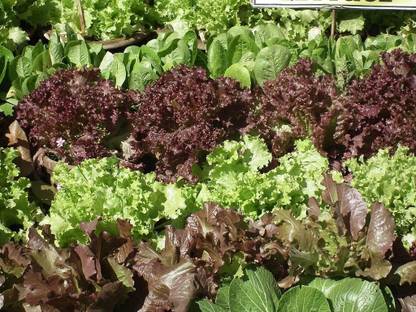 VibeX ® VLR-398 Lettuce Seeds - Hydroponic Mix Seed
