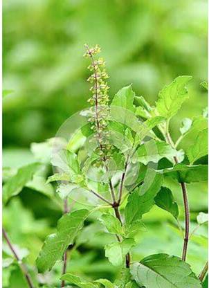 SEEDSART NXC - Green - Gorgeous Tulsi Seeds " Tulsi " Organic 130 x Seeds , E955 Seed