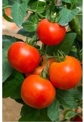 Hybrid Galaxy TOMATO Seed Seed
