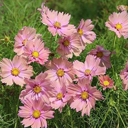 CYBEXIS Apricotta' Cosmos Seeds, Award Winning Pink Blooms Seed