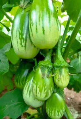 BDSresolve Green begun seeds desi PACK OF 138 Seed