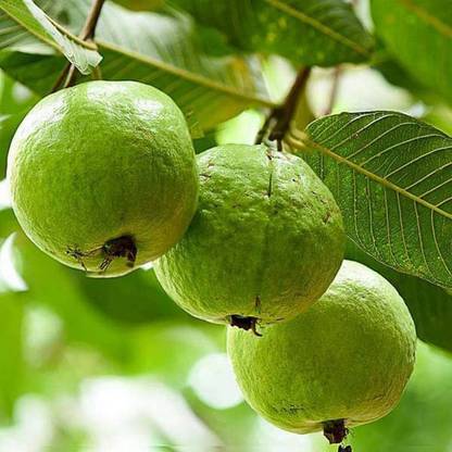 KANAYA Guava, Amrood, Amrud, Psidium, Guajava Seed