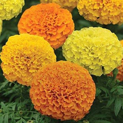 VibeX PUAS-26 - Mexican Marigold Cool Mix - (750 Seeds) Seed