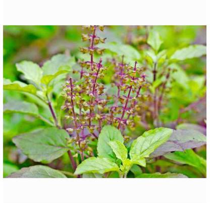 SEEDSART Tulsi Seeds " High Germination Seeds" Fast -Growth /90 Seeds / L427 Seed