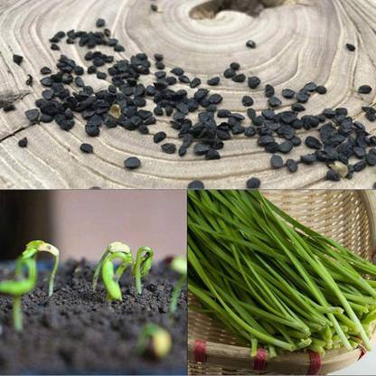 VibeX HUA-48 - Chinese Garlic Chives - (250 Seeds) Seed