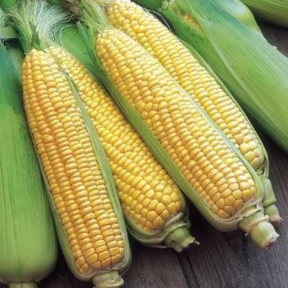Aro Sweet Corn, Bhutta Seed