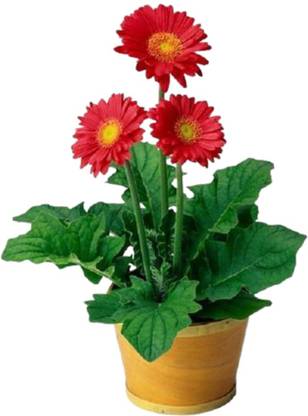 Lorvox Hybrid Gerbera Seeds Flower Seeds for Home Gardening Seed