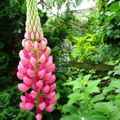 JRYU Lupin Mixed Color F1 Hybrid Flower Seed