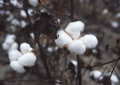 wequality kapas tulo seeds/Cotton seed 10 Seed