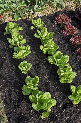 VibeX ® XXL-179 Little Gem Romaine Lettuce Seeds Seed