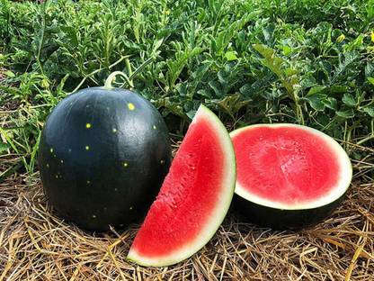 CRGO WATERMELON TARBUJ Seed