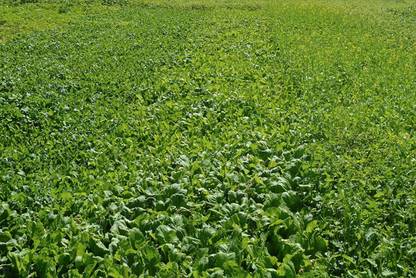 CYBEXIS PAU-28 - Florida Broadleaf Mustard Green - (250 Seeds) Seed