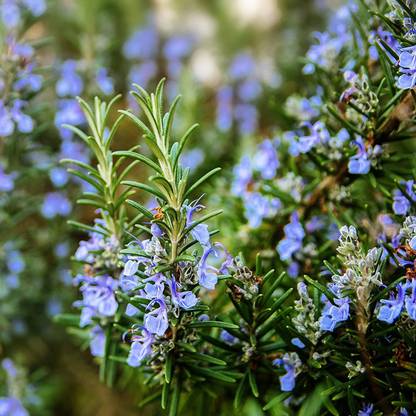CYBEXIS HUA-14 - Rosemary - Non-GMO - (750 Seeds) Seed