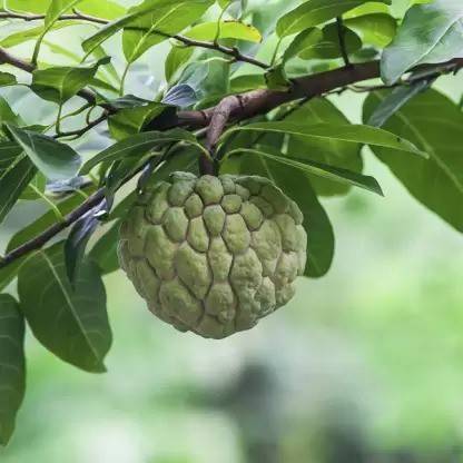 MAA Custard Apple, sitafal, sitaphal Seed